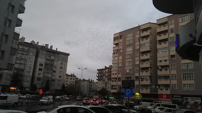 Konya’da sığırcık kuşlarının gökyüzündeki dansı mest etti