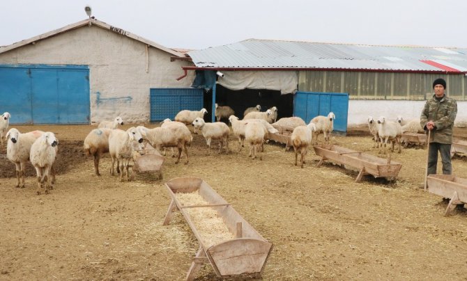 Aksaray’da çobanlara 2 milyon TL destek ödemesi yapılacak