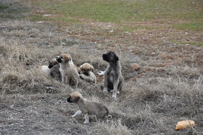 Aksaray’da yavru köpekler soğukta ölüme terk edildi