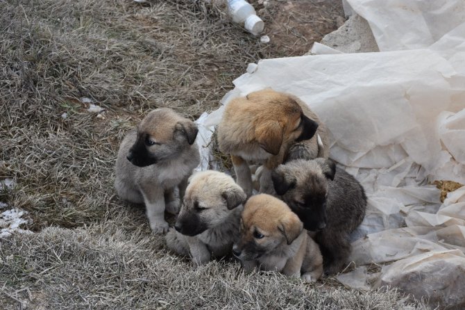 Aksaray’da yavru köpekler soğukta ölüme terk edildi