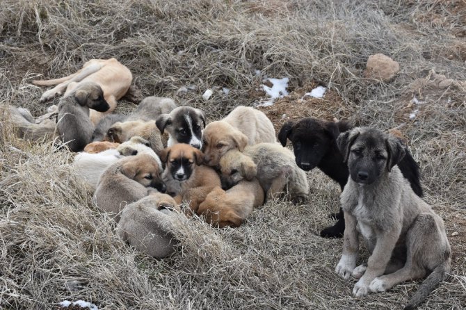 Aksaray’da yavru köpekler soğukta ölüme terk edildi