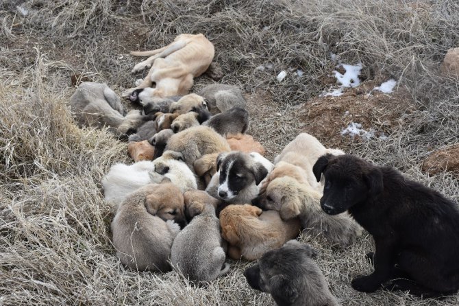 Aksaray’da yavru köpekler soğukta ölüme terk edildi