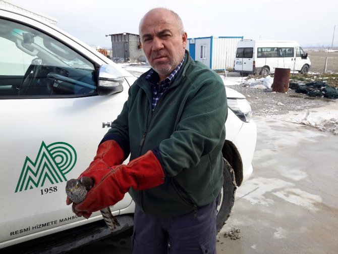 Yaralı halde bulunan atmaca tedavi altına alındı