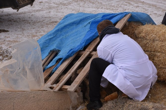 Ölüme terk edilen köpeklere Aksaray Belediyesi sahip çıktı