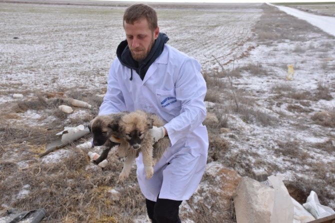 Ölüme terk edilen köpeklere Aksaray Belediyesi sahip çıktı