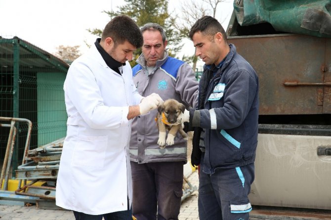 Ölüme terk edilen köpeklere Aksaray Belediyesi sahip çıktı