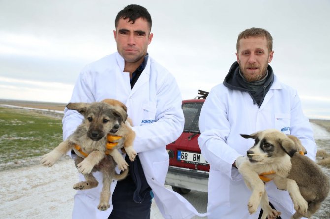 Ölüme terk edilen köpeklere Aksaray Belediyesi sahip çıktı