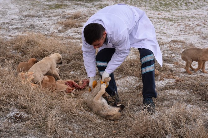 Ölüme terk edilen köpeklere Aksaray Belediyesi sahip çıktı