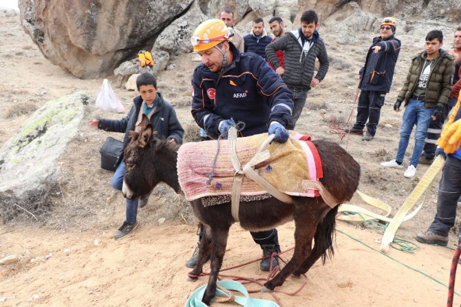 Kuyuya düşen 4 aylık hamile eşeği AFAD kurtardı