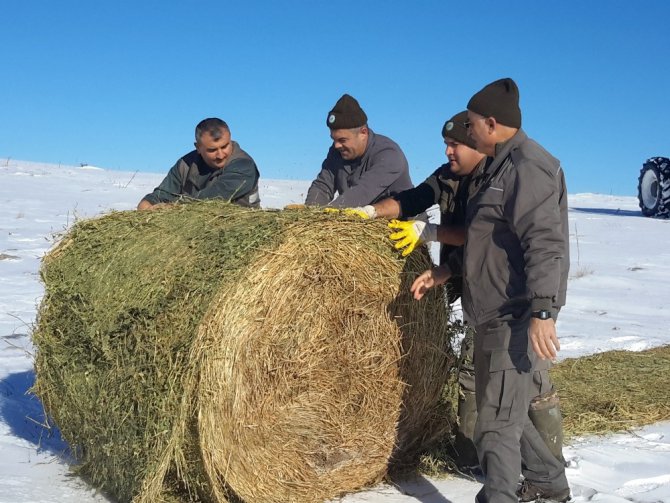 Konya’da yaban hayvanları için kar üzerine yem bırakıldı