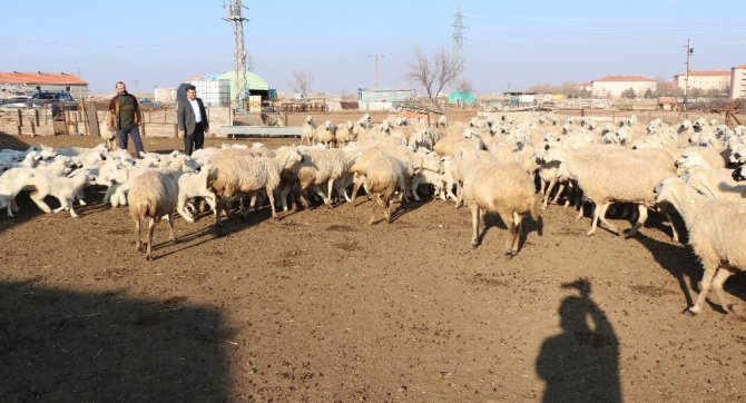 Baharın habercisi kuzular annelerine kavuştu