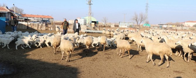 Baharın habercisi kuzular annelerine kavuştu