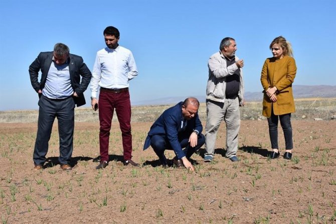 Tarım ve Orman müdürlüğü ekili tarım arazilerinde incelemelerde bulundu