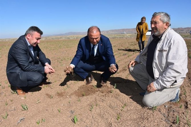 Tarım ve Orman müdürlüğü ekili tarım arazilerinde incelemelerde bulundu