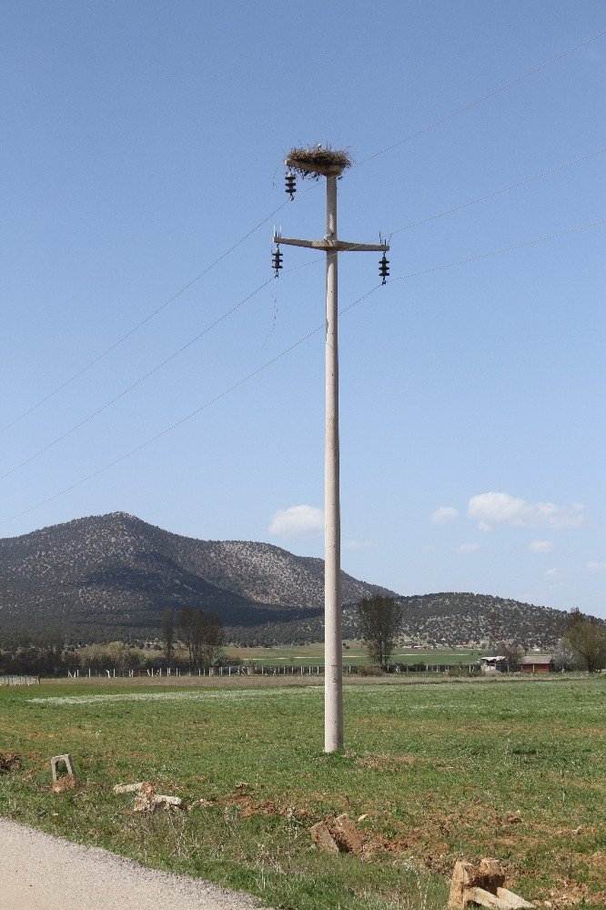 Elektrik direkleri üzerindeki leylek yuvaları ilgi odağı