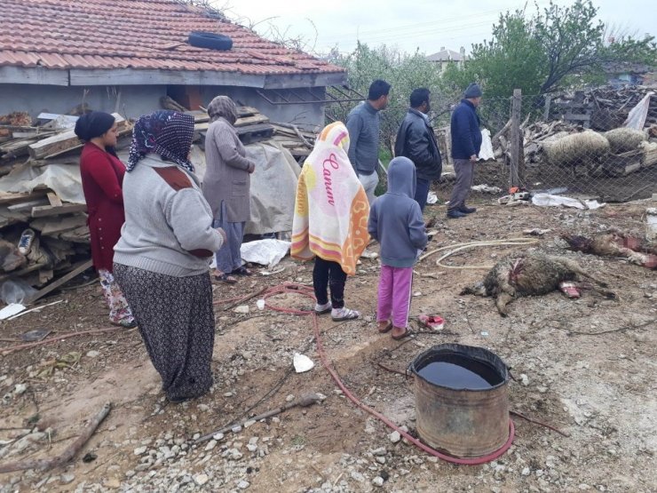 Konya’da ağıla giren kurtlar 20 koyunu telef etti