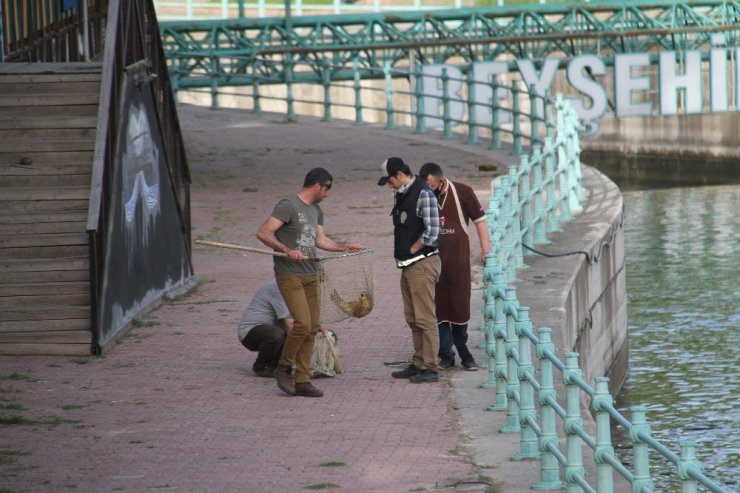 Sulama kanalından balık kurtarma operasyonu