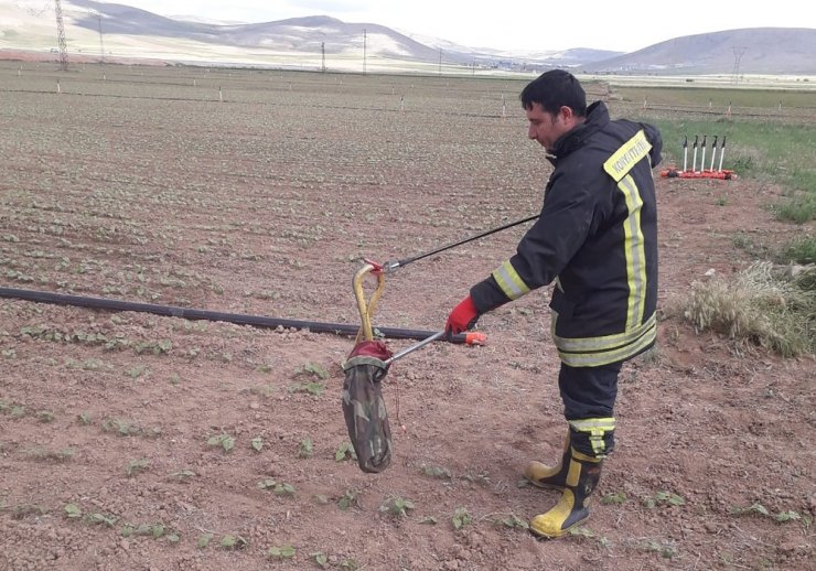 Rögardan çıkarılan yılanlar doğaya bırakıldı