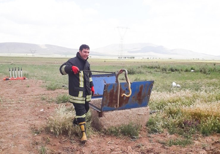 Rögardan çıkarılan yılanlar doğaya bırakıldı