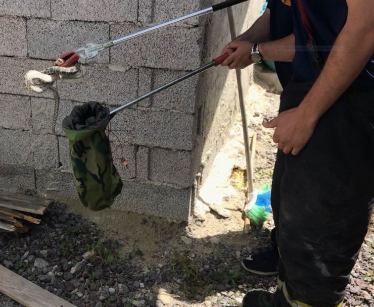 Elektrik üretim tesisindeki yılanı itfaiye yakalayıp doğaya bıraktı