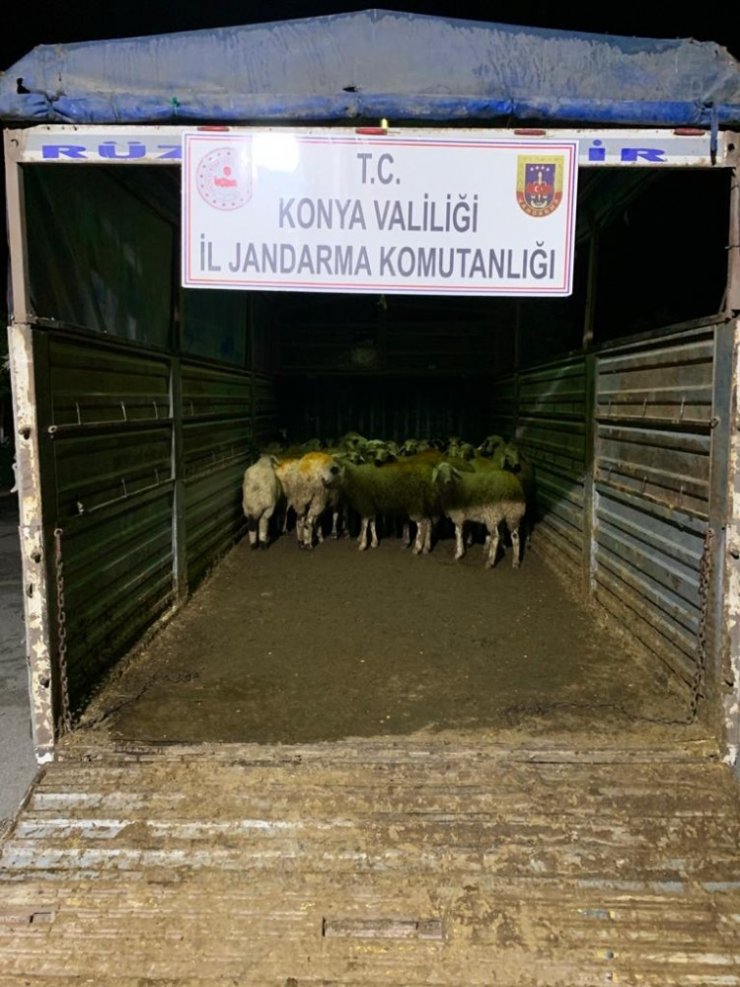Konya’da 40 küçükbaş hayvanı çalan 7 şüpheli suçüstü yakalandı
