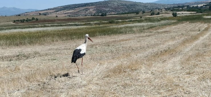 Harman yerinde leyleklerin böcek nöbeti