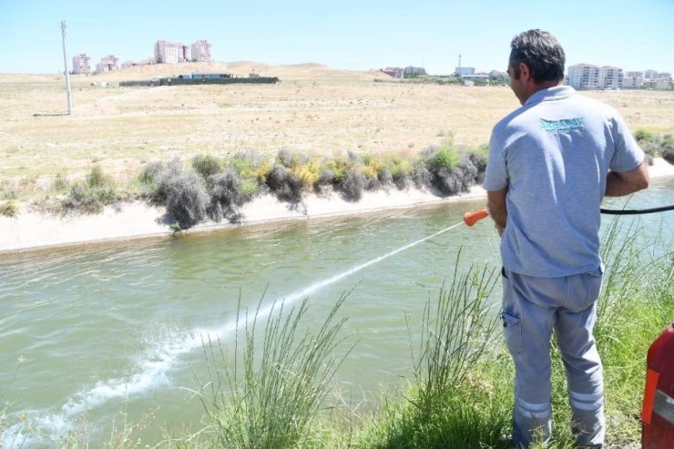 Aksaray Belediyesi larva ve haşerelere karşı ilaçlama yapıyor