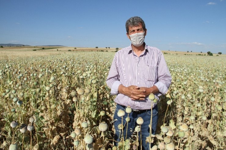 Hüyük’te üreticinin yüzü çilekten sonra haşhaşla da güldü