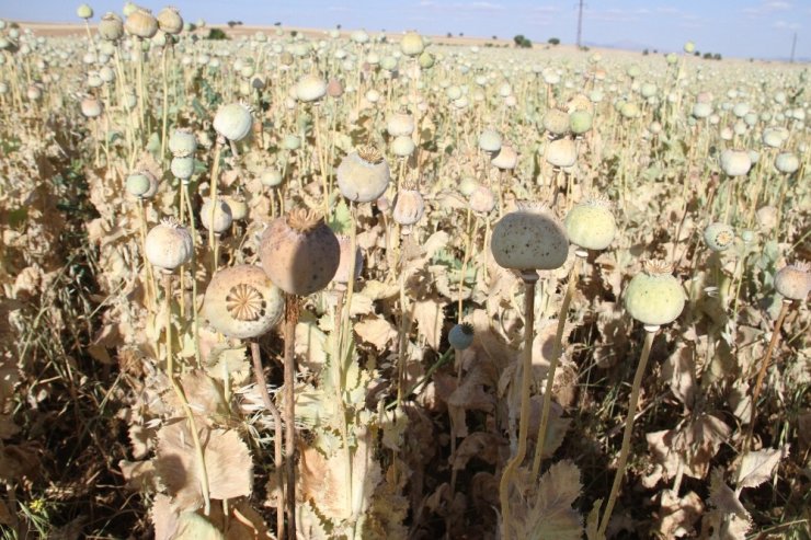 Hüyük’te üreticinin yüzü çilekten sonra haşhaşla da güldü
