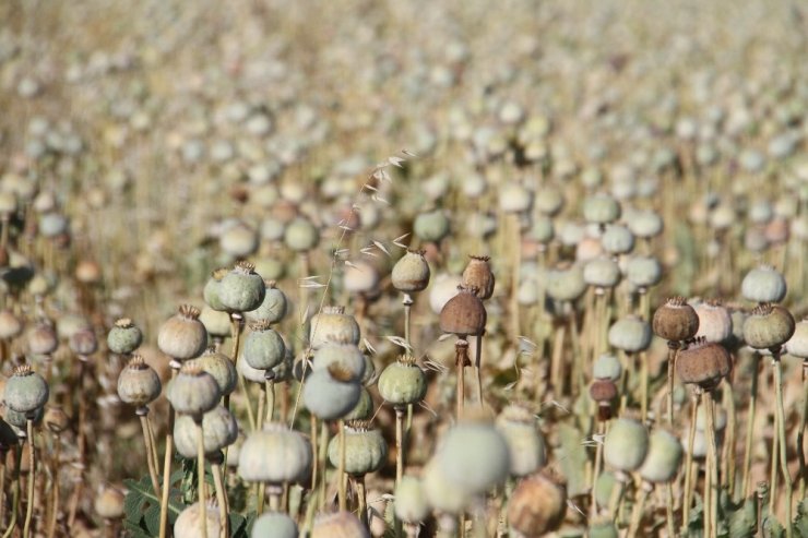 Hüyük’te üreticinin yüzü çilekten sonra haşhaşla da güldü