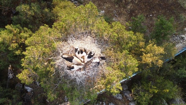 Beyşehir Gölü Milli Parkı’ndaki Leylekler Vadisi’ne ziyaretçi ilgisi artıyor