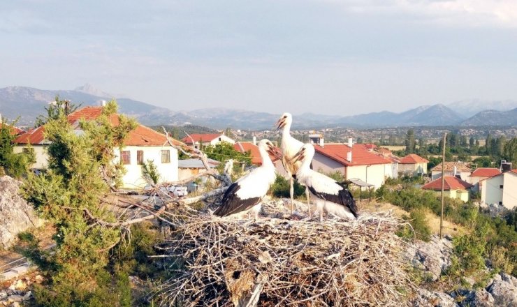 Beyşehir Gölü Milli Parkı’ndaki Leylekler Vadisi’ne ziyaretçi ilgisi artıyor