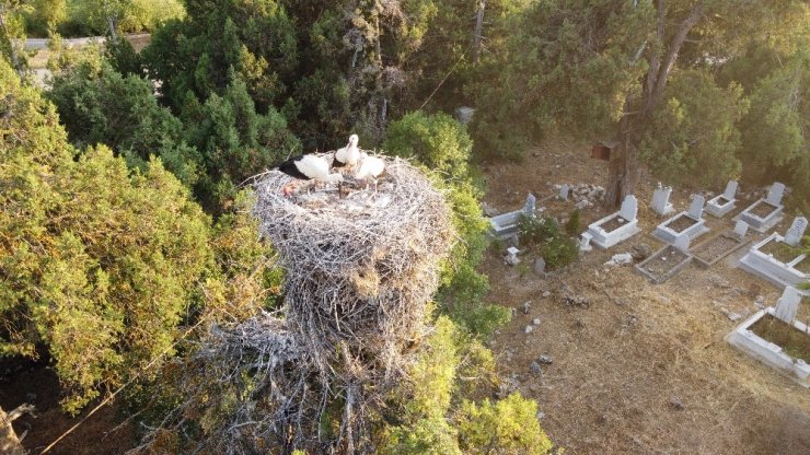 Beyşehir Gölü Milli Parkı’ndaki Leylekler Vadisi’ne ziyaretçi ilgisi artıyor