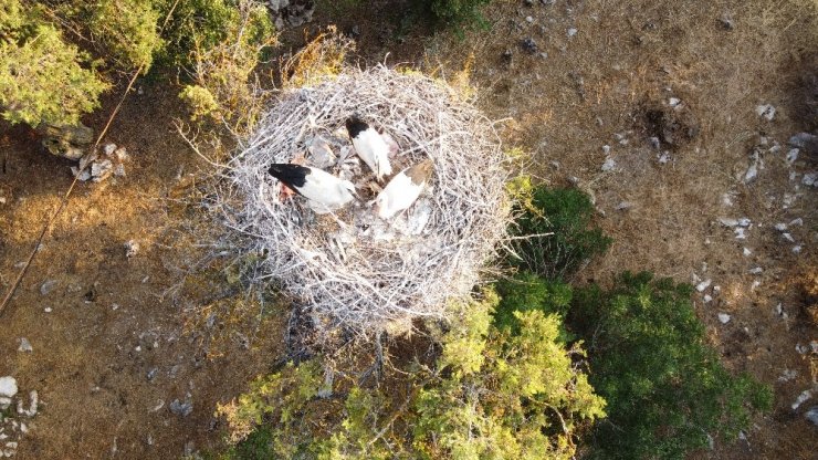 Beyşehir Gölü Milli Parkı’ndaki Leylekler Vadisi’ne ziyaretçi ilgisi artıyor