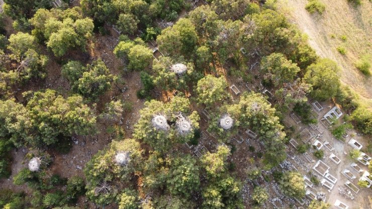 Beyşehir Gölü Milli Parkı’ndaki Leylekler Vadisi’ne ziyaretçi ilgisi artıyor