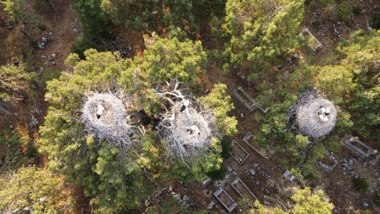 Beyşehir Gölü Milli Parkı’ndaki Leylekler Vadisi’ne ziyaretçi ilgisi artıyor