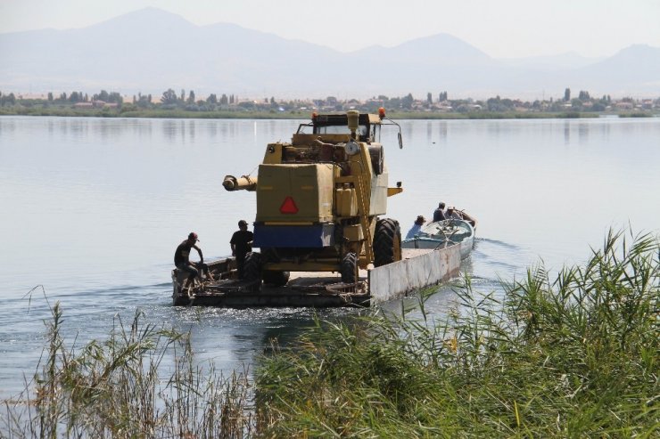 Beyşehir Gölü’nde yüzdürülerek adaya götürülen biçerdöverle hasat