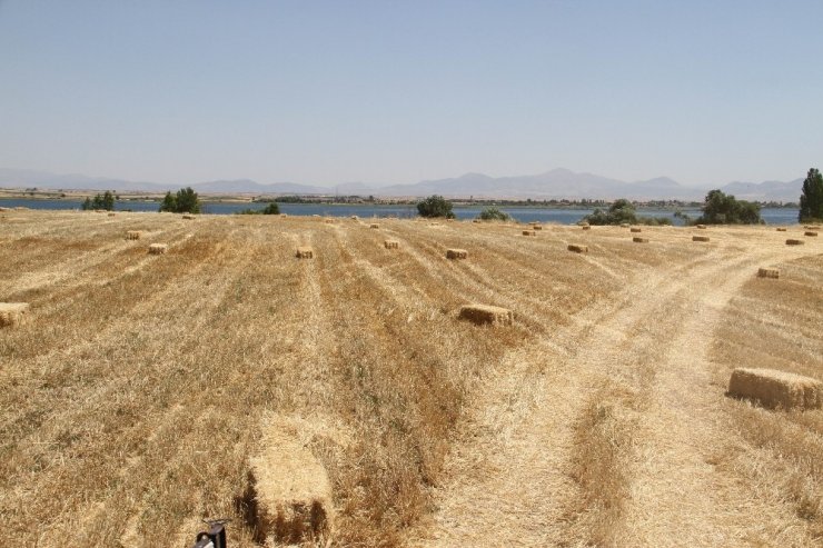 Beyşehir Gölü’nde yüzdürülerek adaya götürülen biçerdöverle hasat