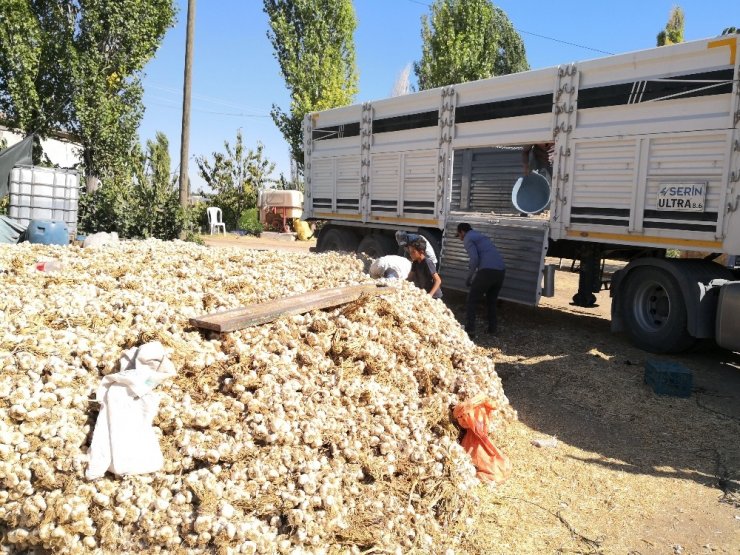 Korona virüse direnç gösteren sarımsağın ihracatı durduruldu