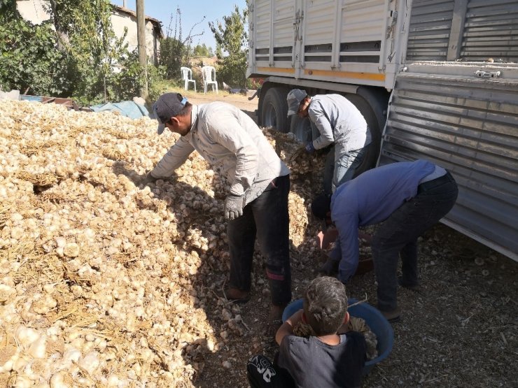 Korona virüse direnç gösteren sarımsağın ihracatı durduruldu