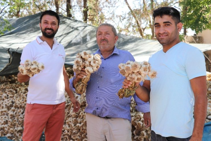 Korona virüse direnç gösteren sarımsağın ihracatı durduruldu