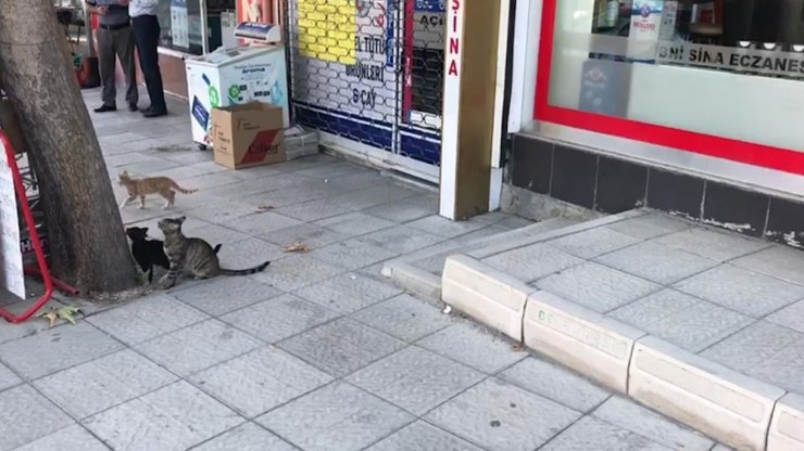 Tabela arkasındaki boşluğa düşen yavru kedi kurtarıldı
