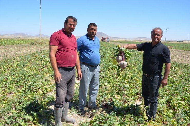 Kırmızı pancarda hasat zamanı