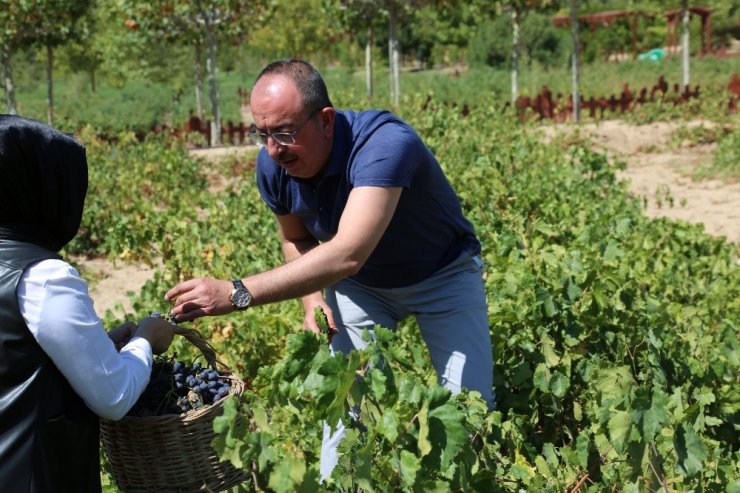 Başkan Kavuş bağbozumu yaptı, pekmez kaynattı