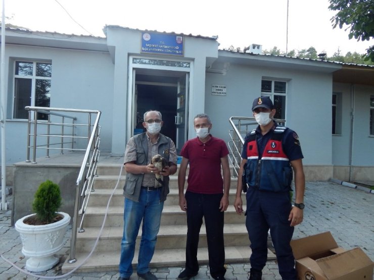 Yaralı paçalı şahin tedavi edilecek
