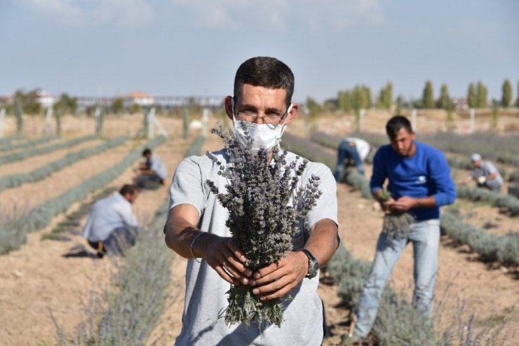 Karatay’da lavantaların ikinci hasadı yapıldı