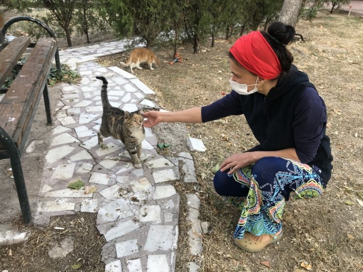 Konya’da kedilerin öldürüldüğü iddiası