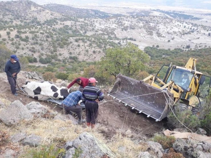 Uçuruma düşen inek kurtarıldı