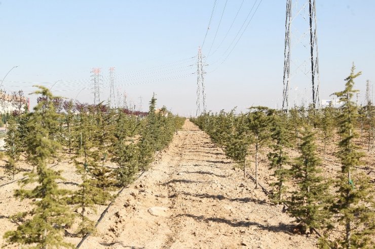 Konya’da dikilen geleceğe nefes olacak fidanlar büyüyor