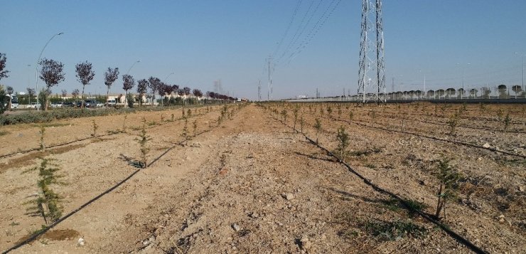 Konya’da dikilen geleceğe nefes olacak fidanlar büyüyor